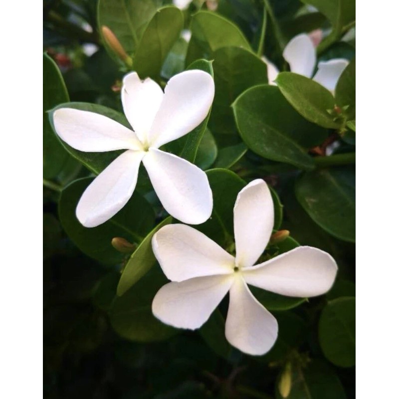 Home-Growth Natal Plum, Carissa Macrocarpa - 20 Seeds 2025 -