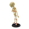 Single Head Infant Bone Model The Medical Teaching Model is