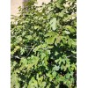 Ficus White Kadota Fig cuttings - 2 Cuttings - PLUS