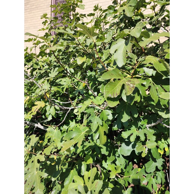 Ficus White Kadota Fig cuttings - 2 Cuttings - PLUS