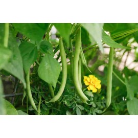 Southeast Seeds Slenderette Bush Green Bean Seeds, Stringless, NON-GMO, FREE SHIPPING - 800 Seeds or 1/2 LB