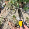 ACEmedia Crack Weeder, Paver Weed Removal Tool, Crevice Weeding Tool