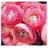 Purple Aviv Peony Ranunculus - 12 Largest Size Corms, Premium