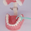 Dental Teeth Model Typodont for Brushing Flossing Practice Demonstration Teaching