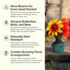 Eden Brothers Southeast Wildflower Mixed Seeds for Planting, 1/4 lb,