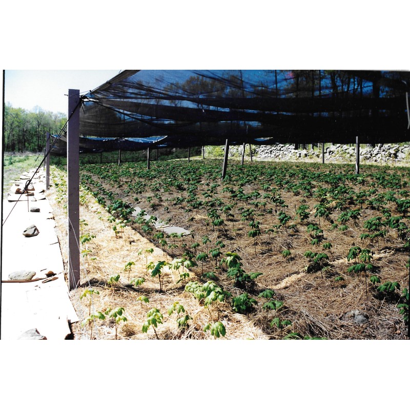 Maui Medicinal Herbs Goldenseal Root Powder 7gm = 1/4 oz.