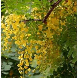 MySeeds.Co Cassia fistula (Golden Rain Tree) Tree Seeds, Spectacular Golden Flowers - 1 oz (~ 190 Seeds)