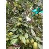 Tree Grenade Pluot scions/cutting