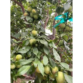 Tree Grenade Pluot scions/cutting
