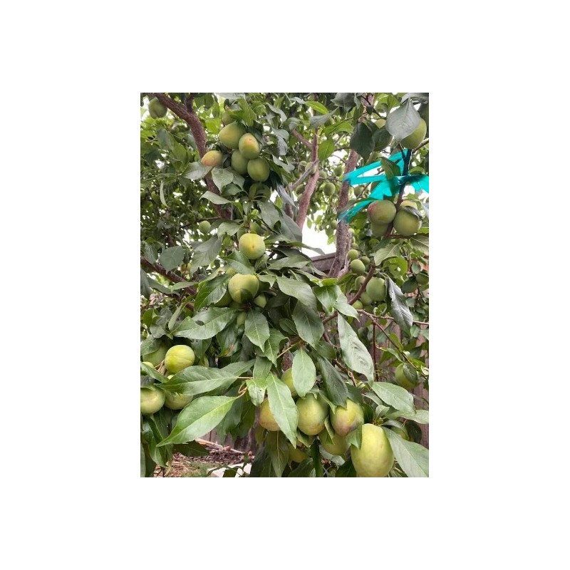 Tree Grenade Pluot scions/cutting