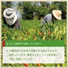 Okinawa Prefecture Chili Pepper, Green Cut, Spice, Colegouse, 3.3 oz