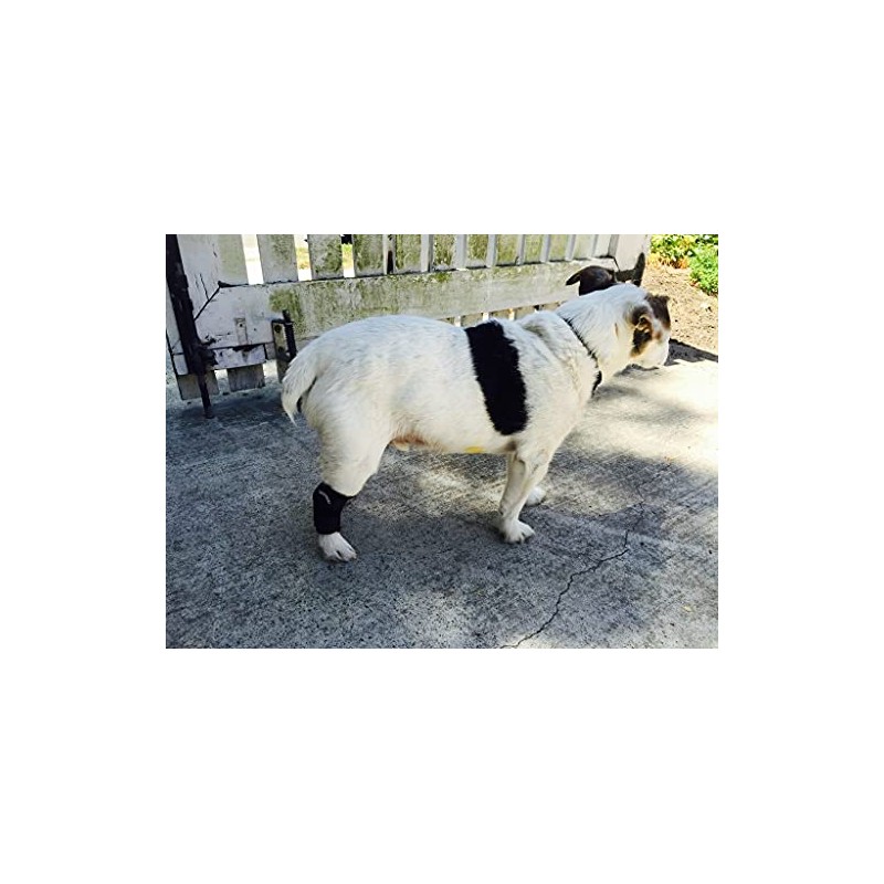 WALKABOUT Hock Support Brace (Small 2"-3")