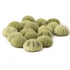 Sea Urchins Shells for Air Plants - 18 Green (1.75-2.5")