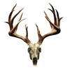 Mossy Oak Graphics 13021-S-NT Skull Series Small Whitetail Non-Typical Decal
