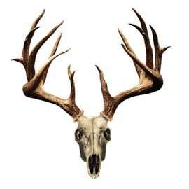 Mossy Oak Graphics 13021-S-NT Skull Series Small Whitetail Non-Typical Decal