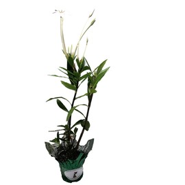 ALIBERTIA Belize White Shooting Star Live Plant Fragrant Flowers Attract Butterflies Starter Size 4 Inch Pot Emerald Goddess Gardens TM