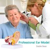 LVCHEN Human Ear Model Anatomy - Anatomical 3D Ear Model