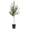 Fuji Apple Tree, Premier Size, Fruits 2 Years Faster, Largest