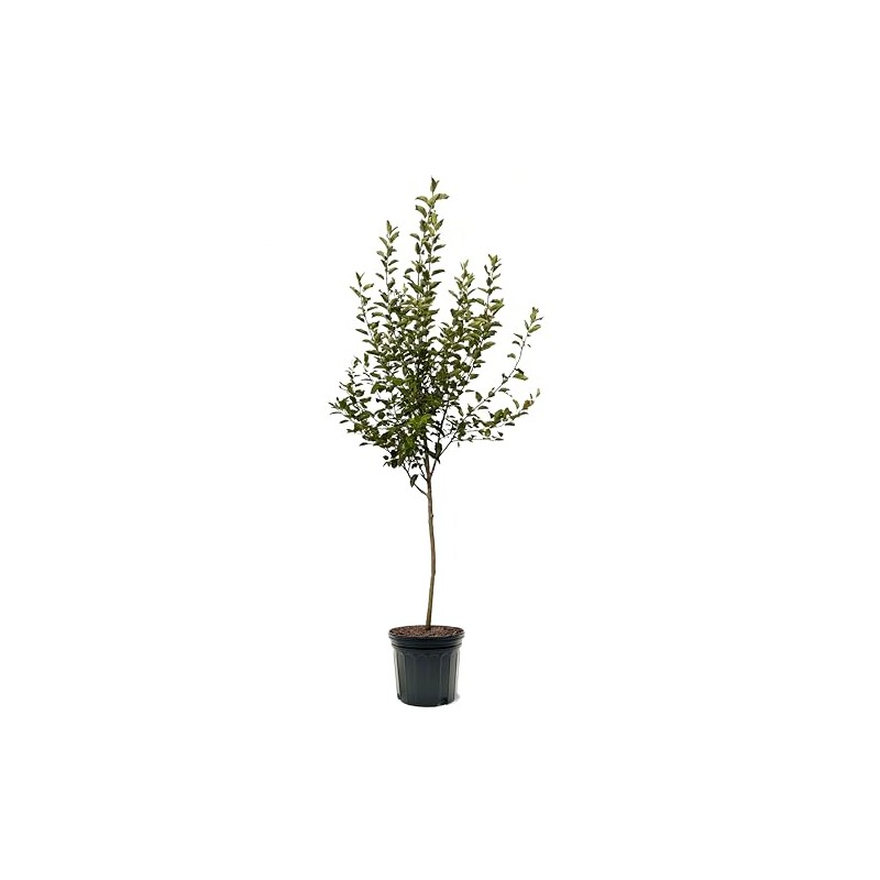 Fuji Apple Tree, Premier Size, Fruits 2 Years Faster, Largest