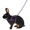 Kerbl Shoulder Harness Agility with Leash, Large, 2 m