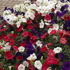 Petunia - Easy Wave Flower Garden Seed - 100 Pelleted Seeds - Flag Mix Blooms - Annual Flowers - Spreading Low Growing Petunias