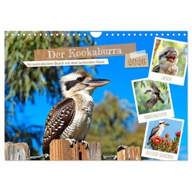Der Kookaburra - Im australischen Busch mit dem lachenden Hans (Wandkalender 2026 DIN A4 quer), CALVENDO Monatskalender