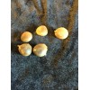 5 Kentucky Coffee Bean Tree Seeds - Gymnocladus dioicus seeds
