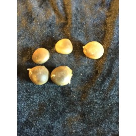 5 Kentucky Coffee Bean Tree Seeds - Gymnocladus dioicus seeds - 10 Seeds