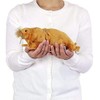 Real Stuffed Walrus nesoberi Series