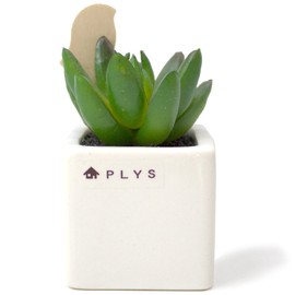 OKA PLYS Pris Green with Small Bird Stick Fuser, Fake Green, Turmeric