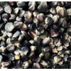 Azul Blue Bolita Flour Corn Masa Tortilla Maize 20 Seeds