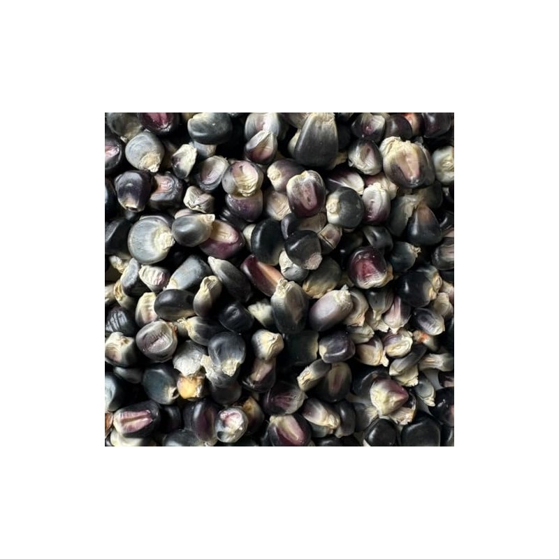 Azul Blue Bolita Flour Corn Masa Tortilla Maize 20 Seeds