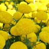 GardeningTreasures 75+ Giant Crackerjack Mix Marigold seeds