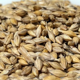 Organic Barley Seeds (Hordeum vulgare) – 150+ Seeds for Grain Production, Cover Crops, and Animal Feed
