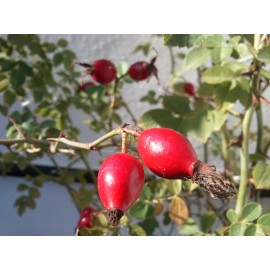 Abreiko Aceite De Rosa Mosqueta Puro Prensado En Frio 100 Ml