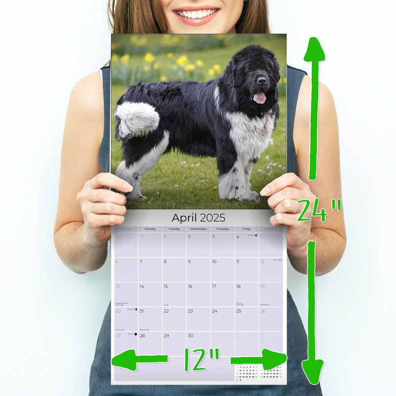 Newfoundland Calendar 2020 - Dog Breed Calendar - Wall Calendar