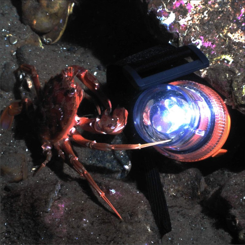 Lomo Marine LED Diving Strobe Light
