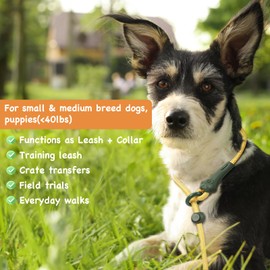 6 FT Dog Leash Dog Slip Lead, Dog Training Leash, Durable Slip Leads for Dogs, No-Pull Slip Leash and Collar, Lightweight & Durable, Dog Leash for Small Dogs, Medium Dogs Puppies, Orange