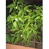 30 Semillas Chile De Arbol Nuevas Germinan Organicas No Gmo