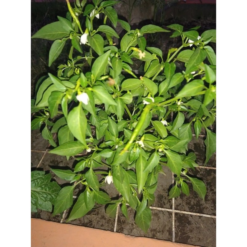 30 Semillas Chile De Arbol Nuevas Germinan Organicas No Gmo