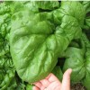 500 GIANT NOBLE SPINACH SEEDS NON - GMO LONG STANDING