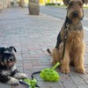 Dog Poo Bags with Handles 50% Recycle Material 50% Cornstarch