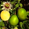 400 Pcs Passion Fruit Flower Seeds for Garden Decor