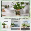 Baderke 12 Packs Propagation Vases for Plants Plastic Plant Propagation