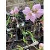 live plant Indian Blood Cling Peach grafted Bare root 1