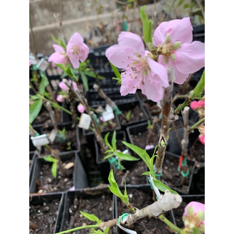 live plant Indian Blood Cling Peach grafted Bare root 1