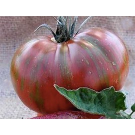 Vintage Wine Tomato Seeds - Large Tomato with Big Pink Tomatoes with Golden Stripes - One of The Most Delicious Tomatoes for Home Growing,