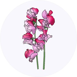 24 x 40mm Round 'Pink Sweetpea Flowers' Stickers (SK00055563)