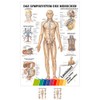 Sport-Tec Lymphatic System Mini Poster Anatomy 34 x 24 cm