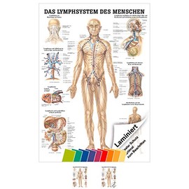 Sport-Tec Lymphatic System Mini Poster Anatomy 34 x 24 cm Medical Teaching Aid